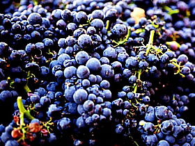 Tolpuddle Vineyard - C Tourism 0