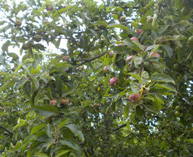 Tin Shed Cider - C Tourism 1