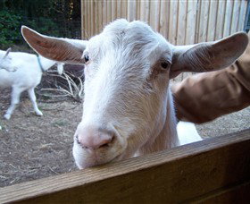 Drysdale Cheeses - C Tourism 0