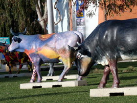 Drysdale Cheeses - C Tourism 6