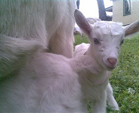 Drysdale Cheeses - C Tourism 3