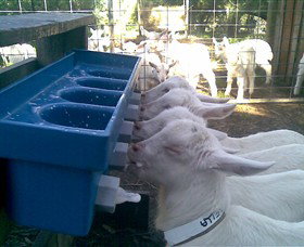 Drysdale Cheeses - C Tourism 9