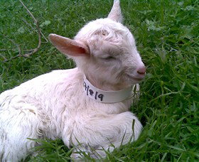 Drysdale Cheeses - C Tourism 12