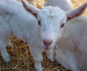 Drysdale Cheeses - C Tourism 14