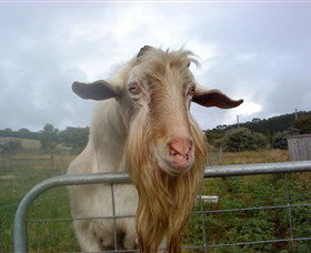 Drysdale Cheeses - C Tourism 16