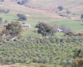Wymah Organic Olives And Lambs - C Tourism 0