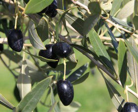 Wymah Organic Olives And Lambs - C Tourism 2