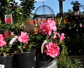 Van Loon's Nursery - C Tourism 1