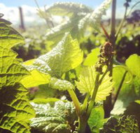 Punt Road Winery - C Tourism