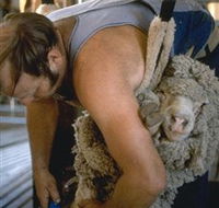Kuriong Sheep Station - C Tourism