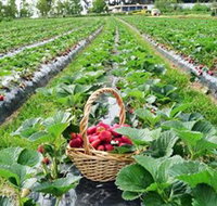 Blue Hills Berries  Cherries - C Tourism