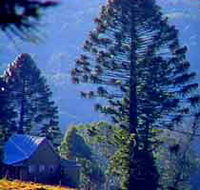 Bunya Mountains National Park - C Tourism