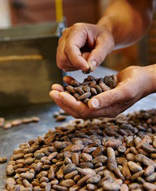 Bright Chocolate - C Tourism 3