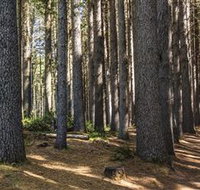 Sugarpine Walk - C Tourism
