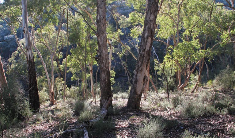 Arkell NSW C Tourism