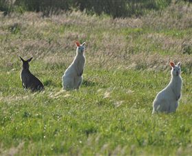 Panorama Garden Estate - C Tourism 1