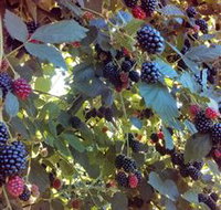 Gunnadoo Berries - C Tourism