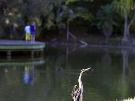 Birdwatching In The South Burnett - C Tourism 0