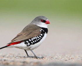 Capertee Valley Bird Trail - C Tourism 1