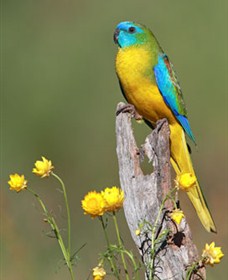 Capertee Valley Bird Trail - C Tourism 5