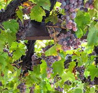  Murrumbateman Winery Company Pty Ltd  - C Tourism