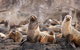 Phillip Island Nature Parks - thumb 1