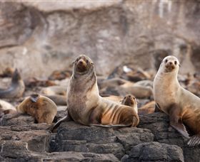 Phillip Island Nature Parks - C Tourism 1
