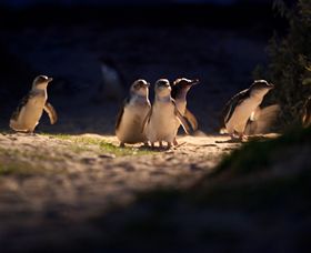 Phillip Island Nature Parks - C Tourism 0