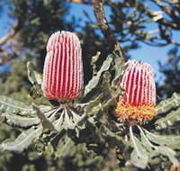 Coorow Wildflower Drive - C Tourism