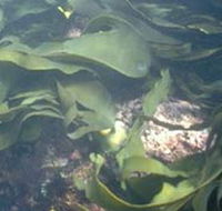 Churchill Island Marine National Park - C Tourism