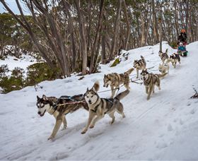 Mt Baw Baw Alpine Resort - C Tourism 5
