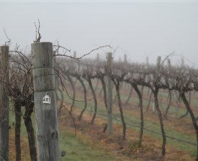 Small Forest Wine - C Tourism 1