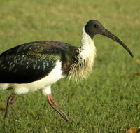 Toowoomba Water Bird Habitat - C Tourism
