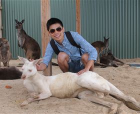 Maru Koala And Animal Park - C Tourism 2