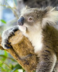 Maru Koala And Animal Park - C Tourism 1