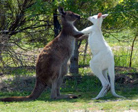 Maru Koala And Animal Park - C Tourism 5