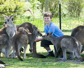 Maru Koala And Animal Park - C Tourism 4