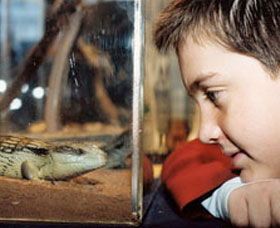 Canberra Reptile Zoo - C Tourism 0