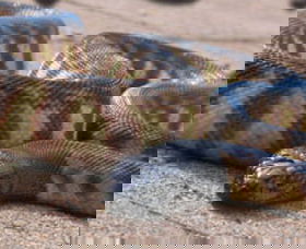 Canberra Reptile Zoo - C Tourism 1