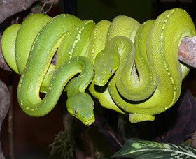 Canberra Reptile Zoo - C Tourism 2