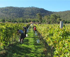 Savina Lane Premum Wines - C Tourism 1