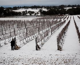 Savina Lane Premum Wines - C Tourism 2