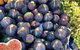 Mia Cucina Walking Food Tours - thumb 2