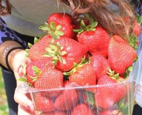 Mia Cucina Walking Food Tours - C Tourism 5