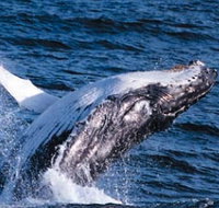 Sydney Eco Whale Watching - C Tourism