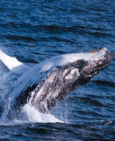 Sydney Eco Whale Watching - C Tourism 0