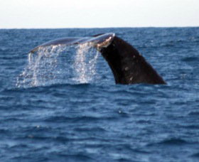 Sydney Eco Whale Watching - C Tourism 1