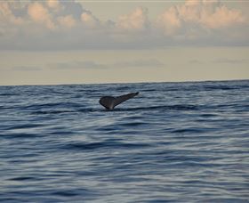 Sydney Eco Whale Watching - C Tourism 2