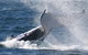 Sydney Eco Whale Watching - thumb 3