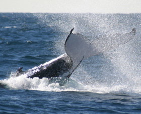 Sydney Eco Whale Watching - C Tourism 3